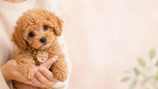 Toy Poodle Yavru Sahiplenme