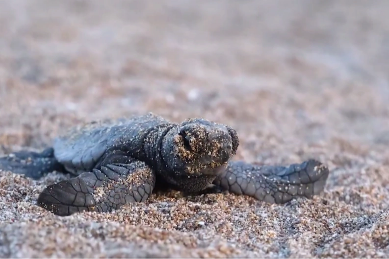 40 bin 285 yavru deniz kaplumbağası denize ulaştı