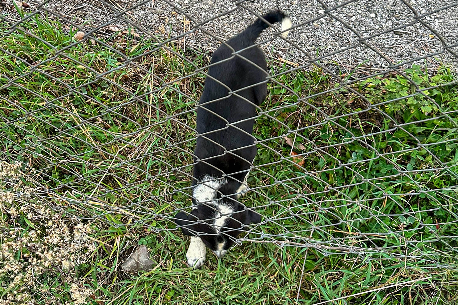 Sakarya'da 11 metrelik çukurdan sağ salim kurtarıldı