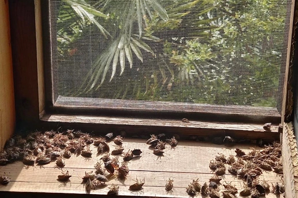 Sakaryalı akademisyenin feromonu esarete 'ilaç' oldu... Binlerce kokarcanın istila kabusunu TUTSAK'la bitirdi