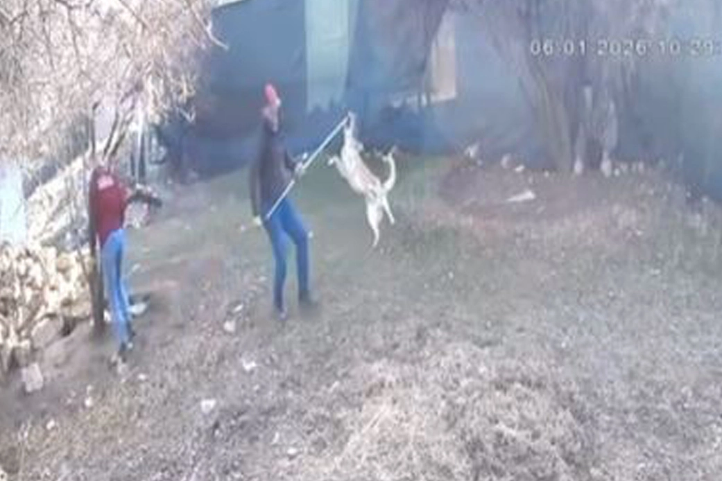 Elmalı’da köpek götürülme görüntüleri tepki çekti