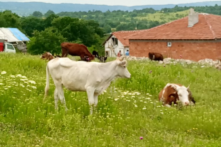 Bilecik’in Pazaryeri ilçesinde besihaneden kaçan düvelerden ikincisi de 12 gün