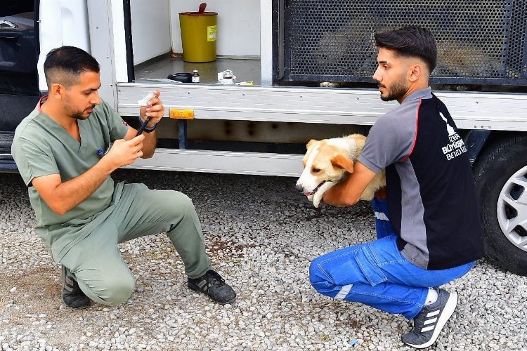 İzmir Büyükşehir Belediyesi, sokak hayvanlarının kontrolsüz şekilde üremesini engellemek, onların