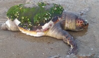 Edirne Enez’de yaşlı kaplumbağa karaya vurdu