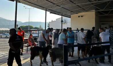 Muğla mezbahaları tam kapasite çalıştı
