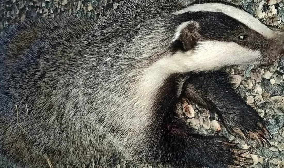Adıyaman’ın Kahta ilçesine bağlı Bölükyayla Beldesi yakınlarında, Dünya Doğayı Koruma