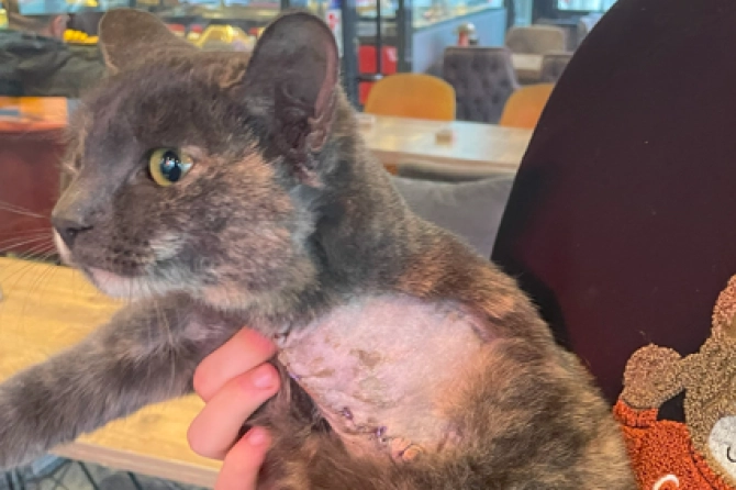 Bursa’da işyerinin önünde beslediği kedilerden birinin ayağının hafif yaralandığını gören