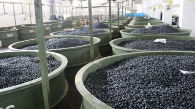 2024-2025 iş yılı ürün alım kampanyasının sonuna yaklaşan Marmarabirlik, ortaklara