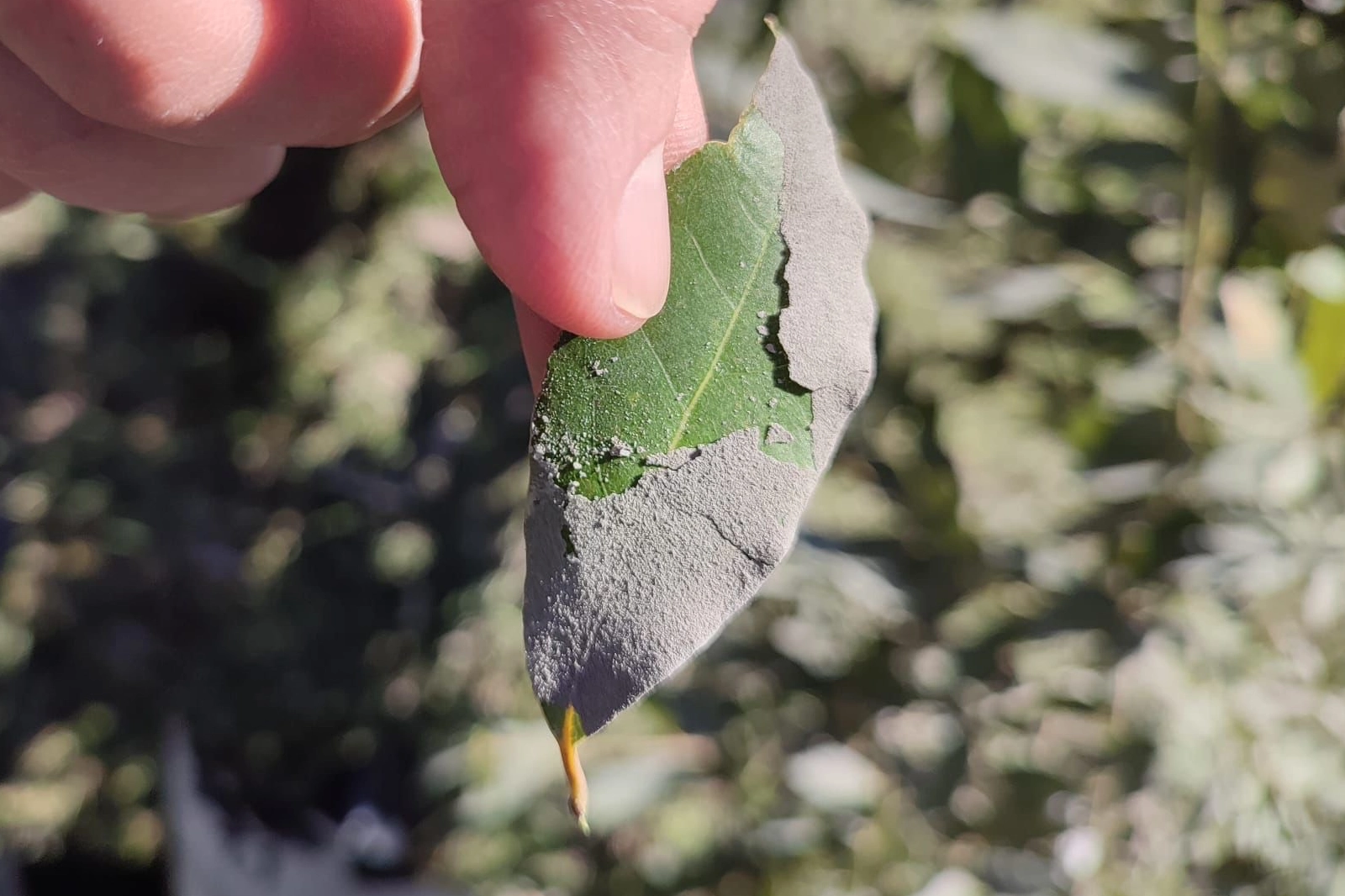 Düzce’nin Yığılca ilçesinde bulunan çimento fabrikasından yayılan hava kirliliğinin meyve,