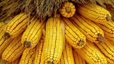 Et üretiminde hayvan yemi girdilerinden mısır için arz güvenliği ve