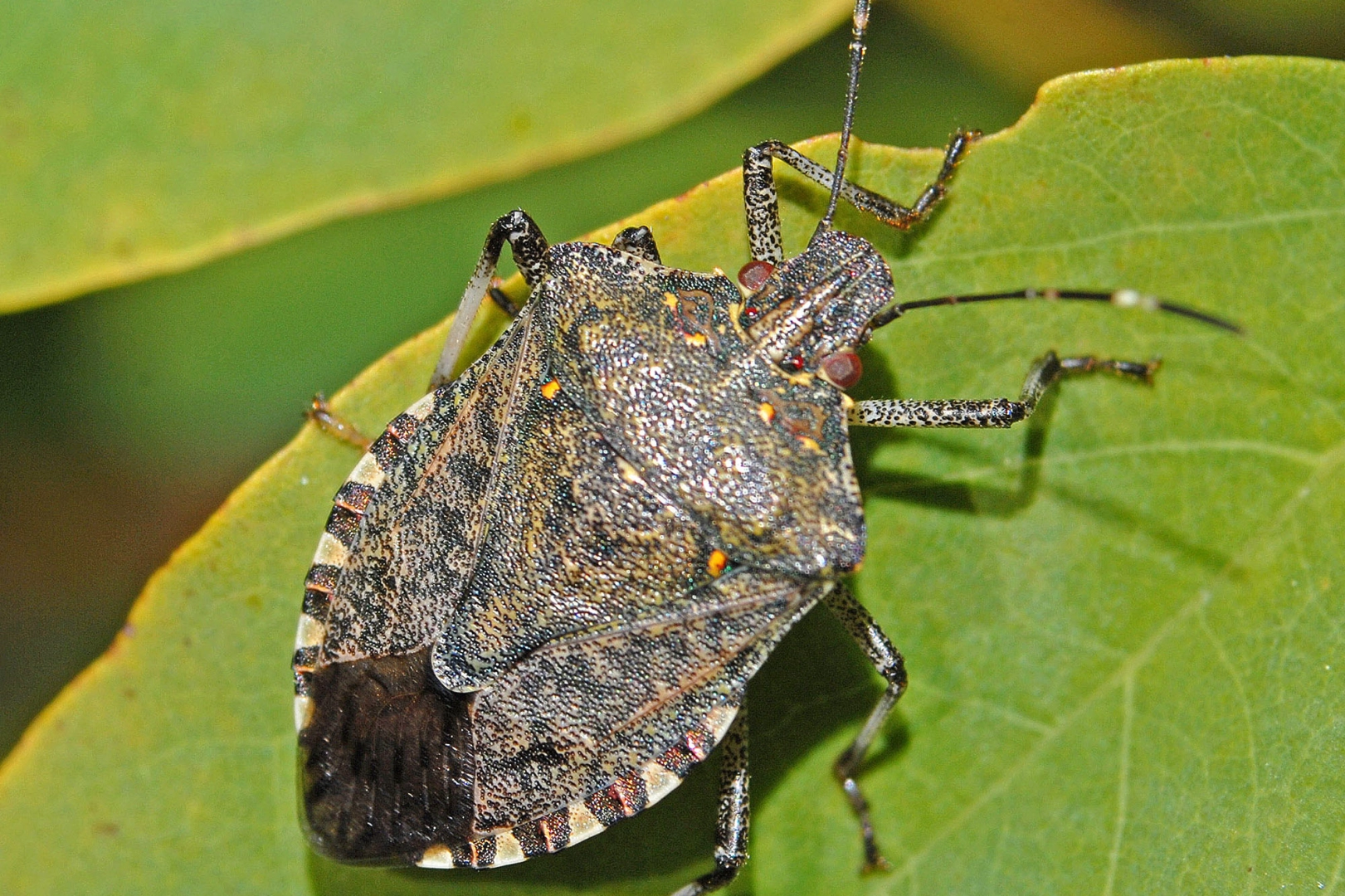 Sakarya Büyükşehir Belediye Başkanı Yusuf Alemdar, kahverengi kokarca zararlısının önlenmesi