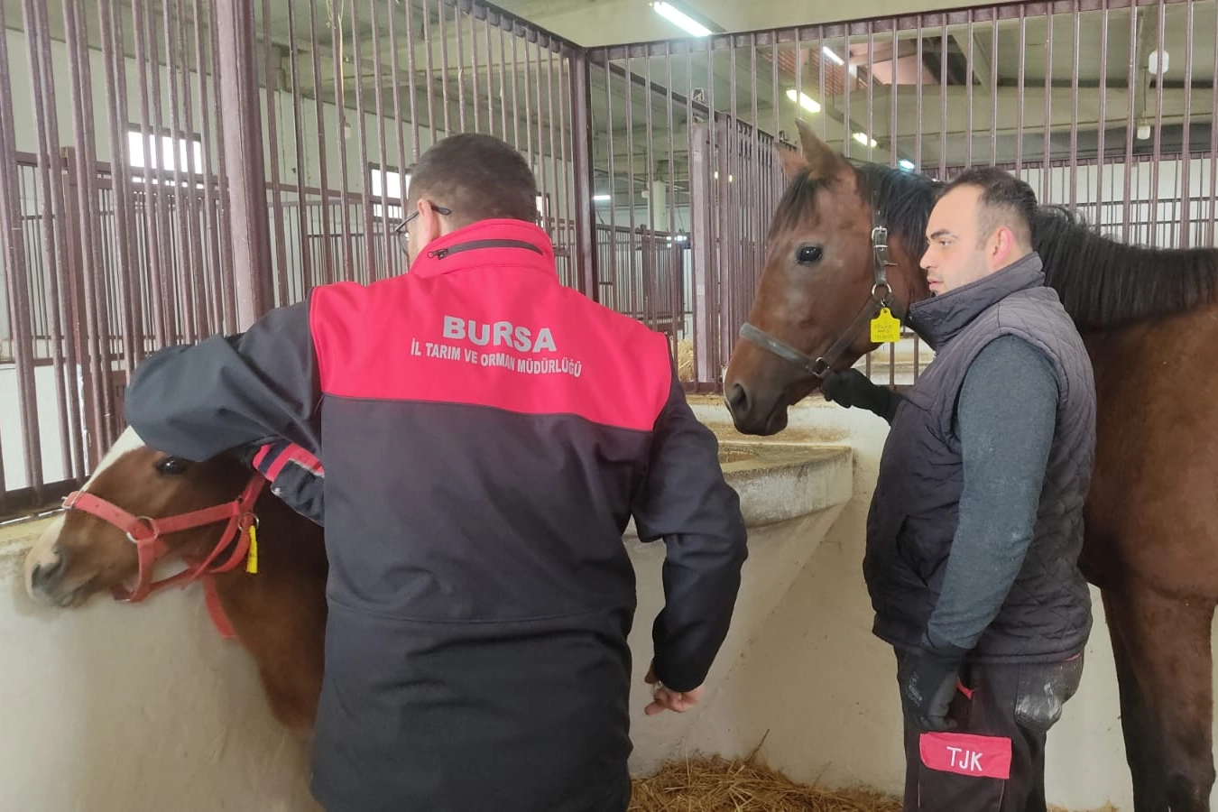 Türkiye’de, Safkan Arap ve İngiliz atlarına yapılan işlem sayılarında ilk