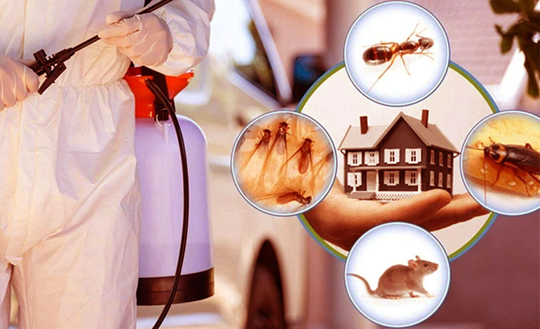 Doğal böcek ilaçlama, zararlılarla mücadelede çevre dostu ve sağlıklı bir