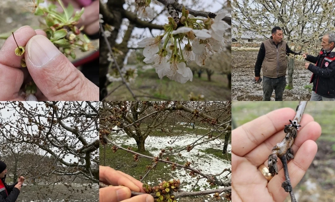 Birçok ilde tarım sektörünü olumsuz etkileyen zirai don olayının yol