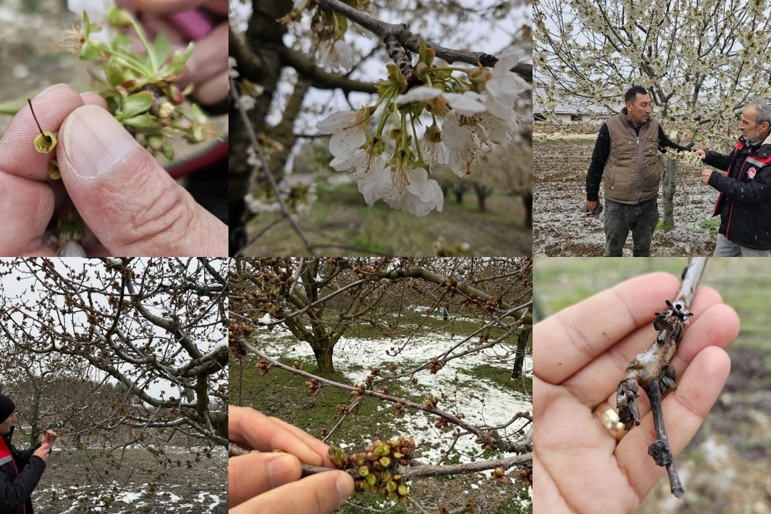 Birçok ilde tarım sektörünü olumsuz etkileyen zirai don olayının yol