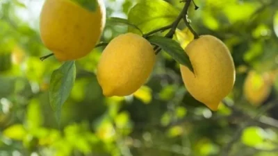 Ticaret Bakanlığı, limon ihracatının 8 Nisan Salı günü itibariyle geçici
