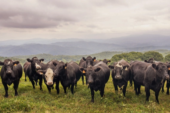 Tarım ve Orman Bakanlığı’nın Kırsalda Bereket Hayvancılığa Destek Projesi’nde hak
