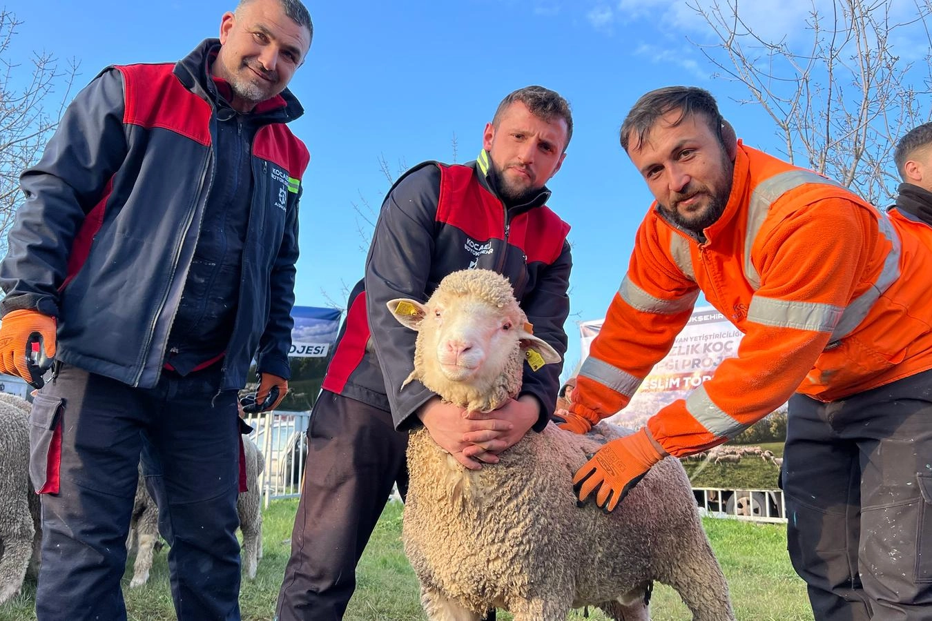 Kocaeli Büyükşehir Belediyesi’nin “Damızlık Koç Desteği Projesi” kapsamında üreticilere koyun
