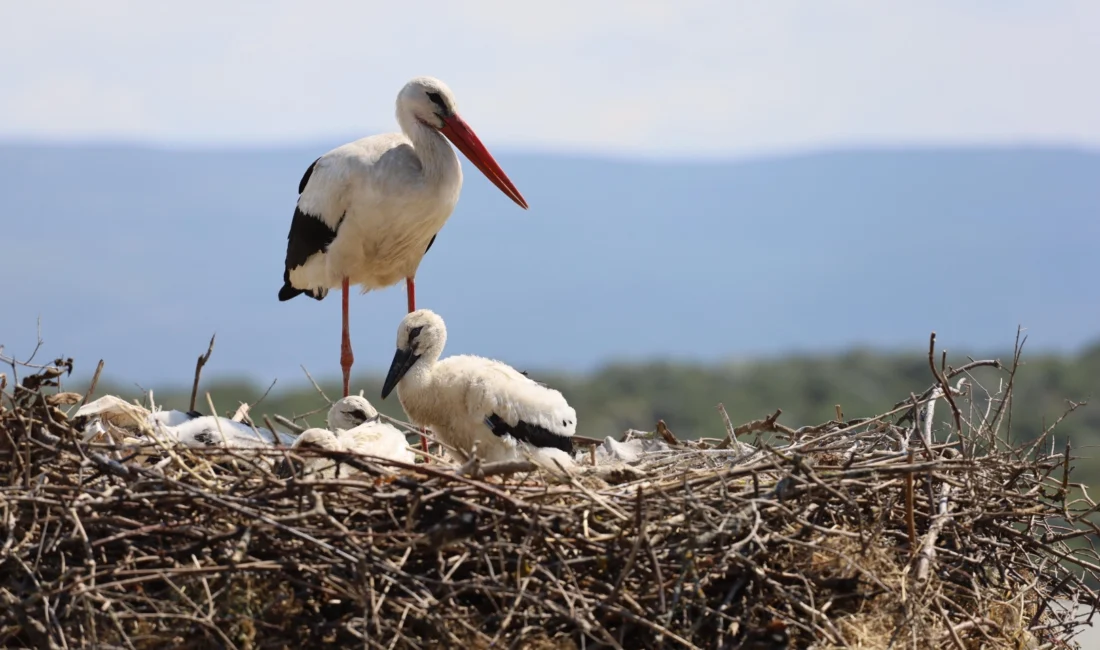 Bursa Büyükşehir Belediyesi ve Bursa Kent Konseyi öncülüğünde düzenlenen ‘Bursa