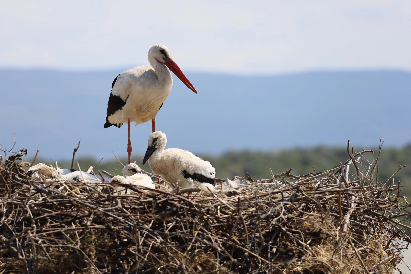 Bursa Büyükşehir Belediyesi ve Bursa Kent Konseyi öncülüğünde düzenlenen ‘Bursa