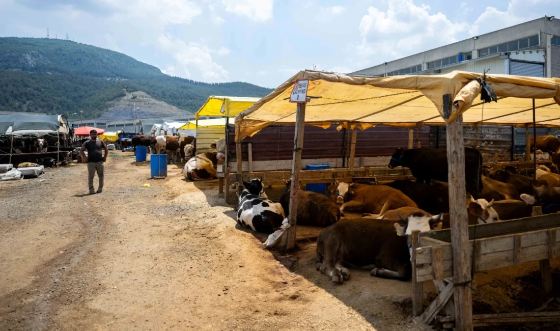 Bornova Belediyesi, Kurban Bayramı için Işıkkent’te kurduğu modern Kurban Pazarı’nı
