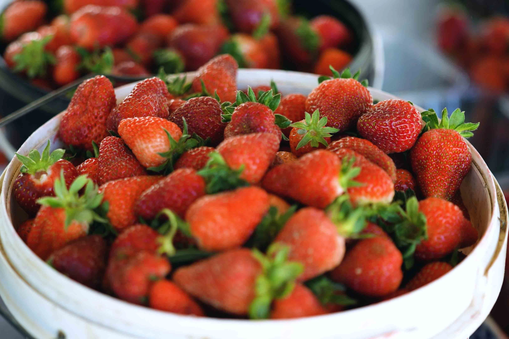 Kocaeli Büyükşehir Belediyesi’nden “Alternatif Ürün Yetiştiriciliğini Destekleme Projesi” kapsamında yüzde