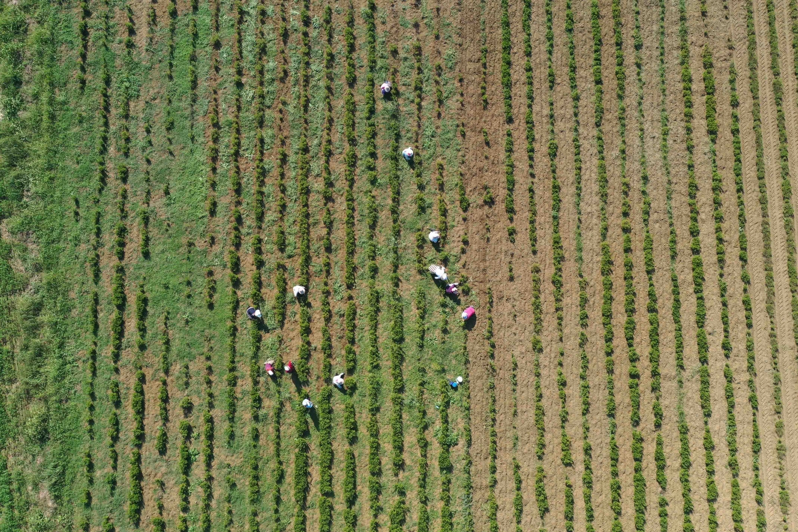 Kocaeli Büyükşehir Belediyesi’nin Tıbbi ve Aromatik Bitki Yetiştiriciliği Projesi’nde hasat