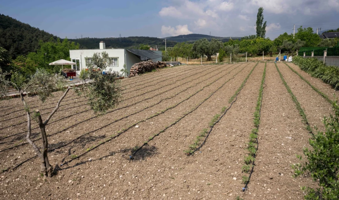 Bornova Belediyesi, Kurban Bayramı’nda Işıkkent Kurban Pazarı’ndan çıkan hayvan gübrelerini