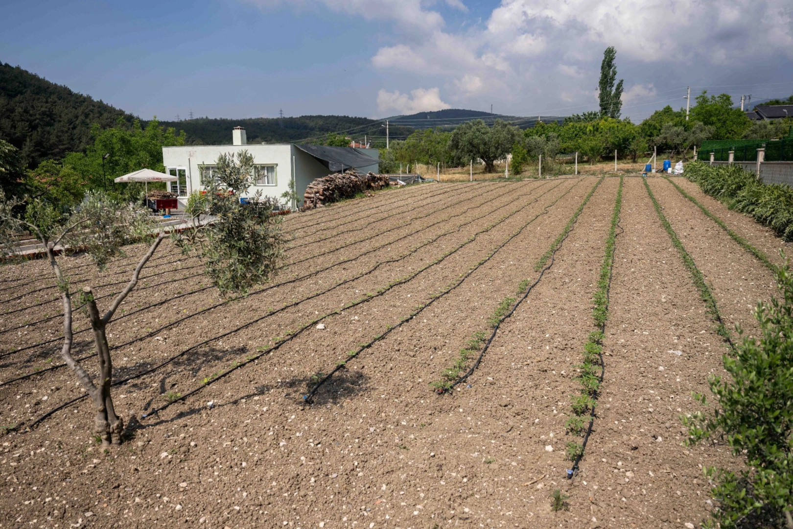 Bornova Belediyesi, Kurban Bayramı’nda Işıkkent Kurban Pazarı’ndan çıkan hayvan gübrelerini