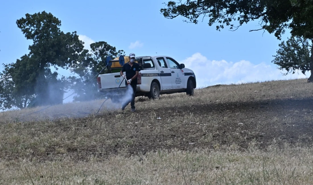 Manisa’nın Köprübaşı ilçesinde yaşanan çekirge istilasına karşı Manisa Büyükşehir Belediyesi