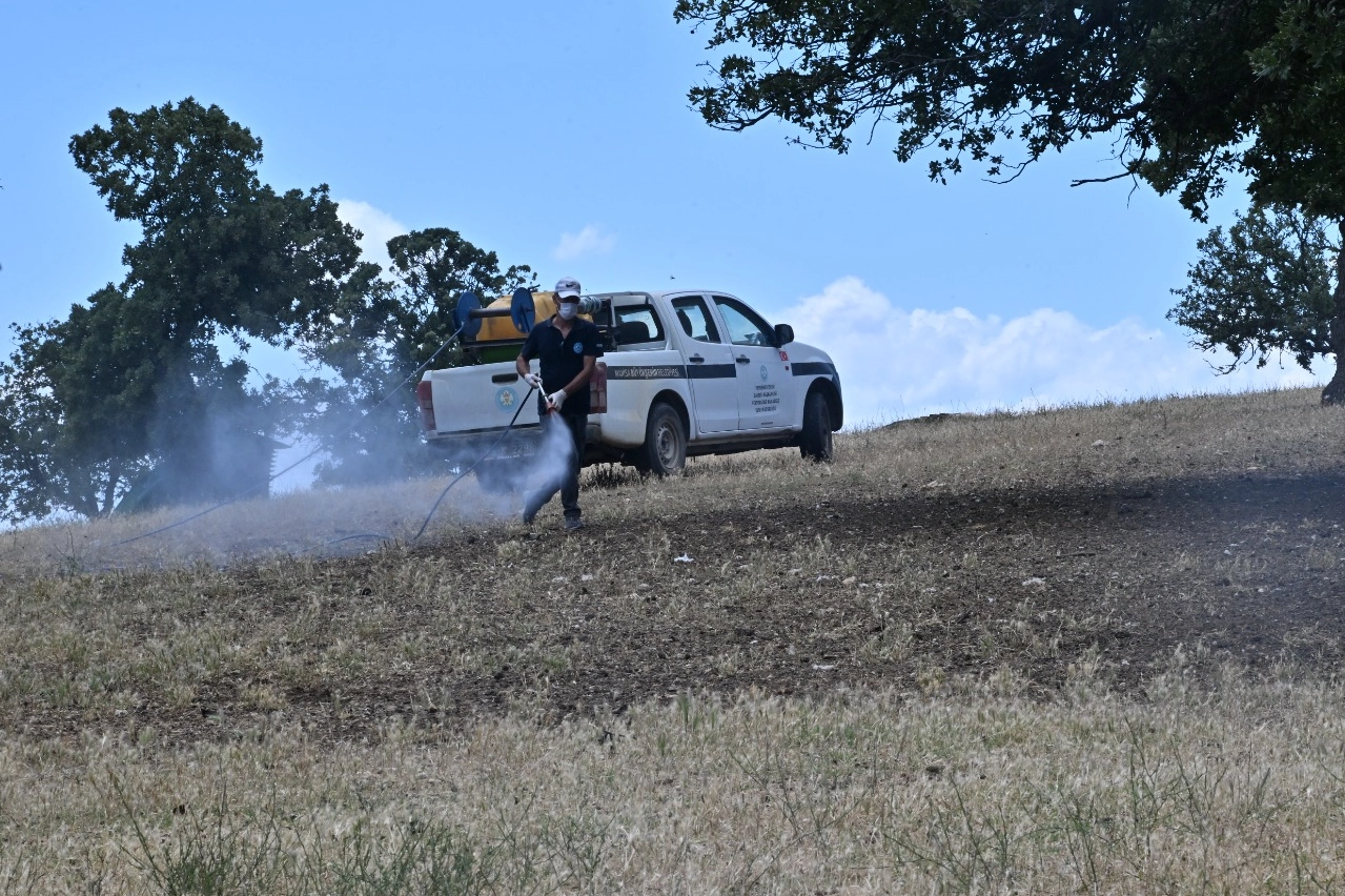 Manisa’nın Köprübaşı ilçesinde yaşanan çekirge istilasına karşı Manisa Büyükşehir Belediyesi