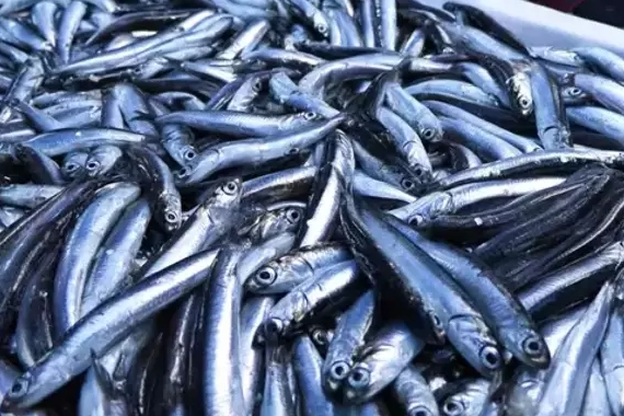 TÜİK’in 2024 yılı verileri, su ürünleri sektöründe avcılıktaki düşüşe rağmen