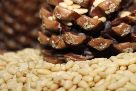 Tarım ve Orman Bakanı İbrahim Yumaklı, Aydın Çam Fıstığı’nın Avrupa