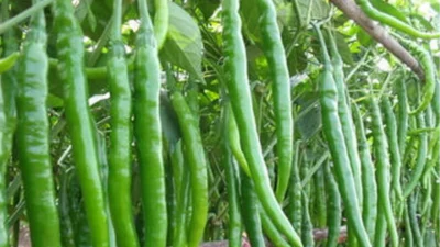 Türkiye Ziraat Odaları Birliği (TZOB) Genel Başkanı Şemsi Bayraktar, Mayıs