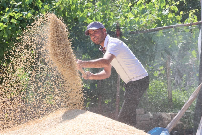 Antalya Büyükşehir Belediyesi’nin hibe tohum destekleriyle buğday ekimi yapan çiftçiler,