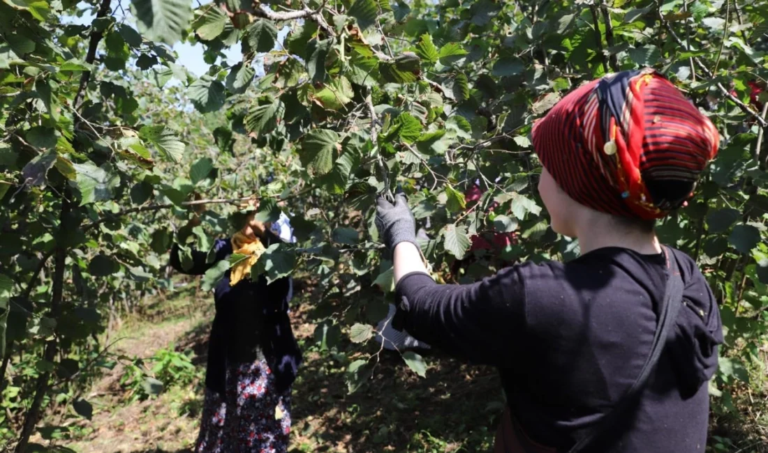 Ordu Büyükşehir Belediyesi’nin fındık üreticileri ile işçileri doğrudan buluşturarak iş