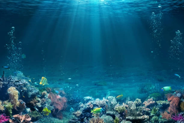 Anadolu Efes ve Deniz Yaşamını Koruma Derneği (DYKD), denizlerin korunması