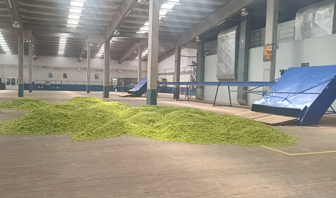 Bilecik’in Pazaryeri ilçesinde “yeşil altın” olarak bilinen ve yalnızca bu