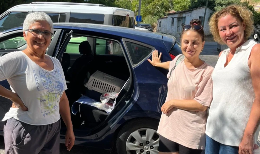 İzmir Narlıdere Belediyesi Veteriner İşleri Müdürlüğü ekipleri, sokakta yaşayan sahipsiz