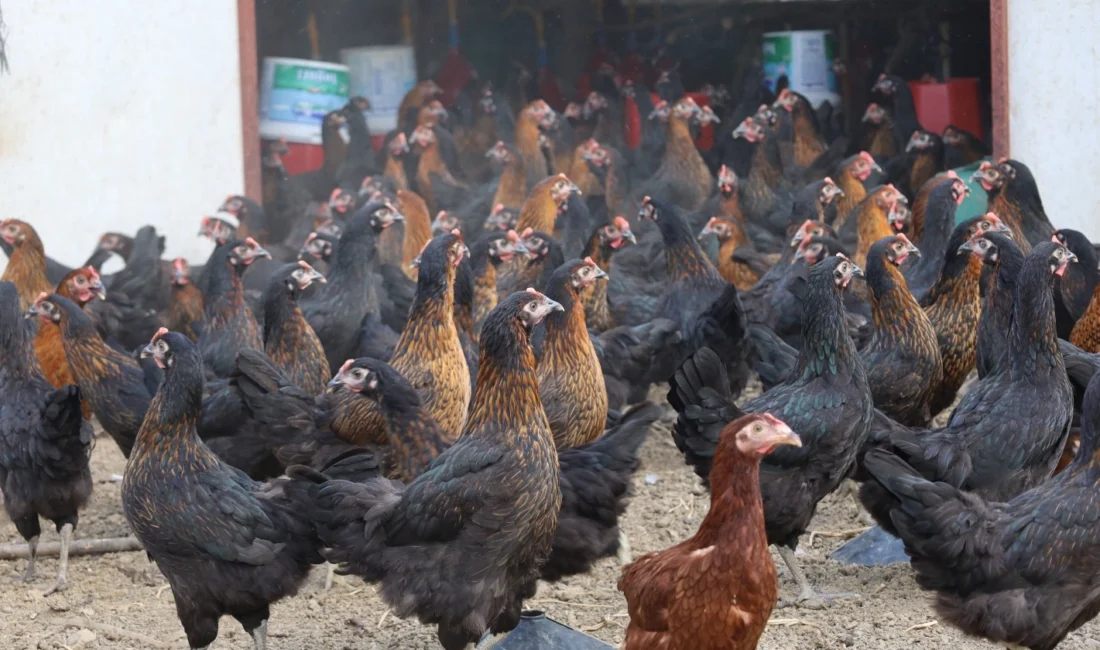 Kocaeli Büyükşehir Belediyesi, tarımsal ve hayvansal üretimi desteklemeye yönelik projelerine