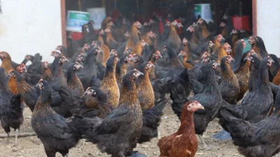 Kocaeli Büyükşehir Belediyesi, tarımsal ve hayvansal üretimi desteklemeye yönelik projelerine