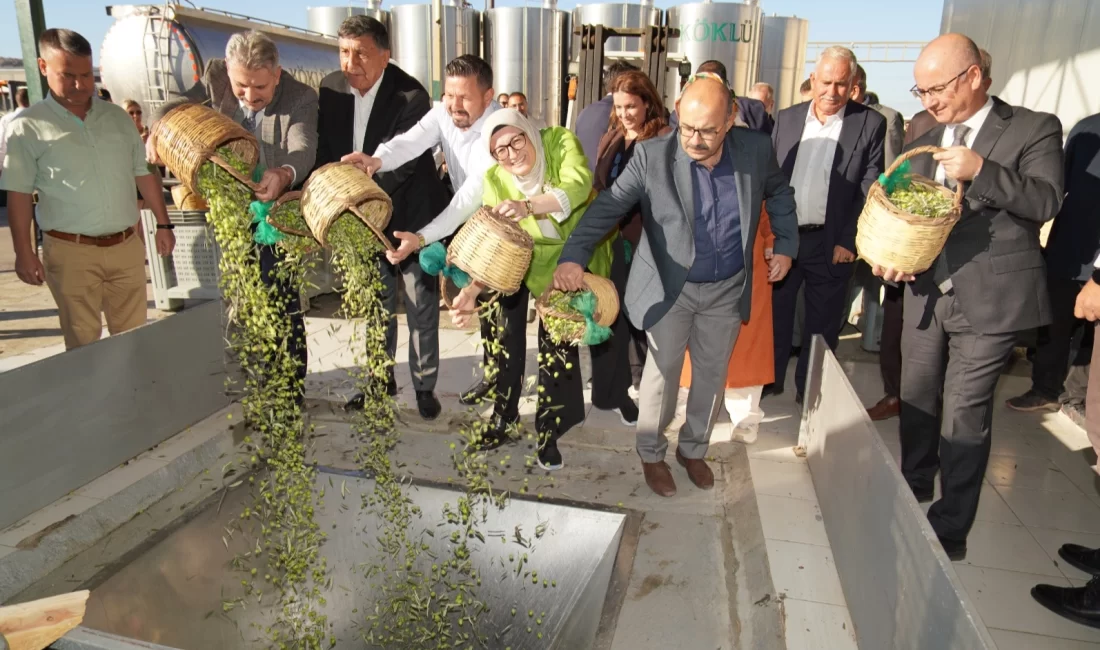 2025/2026 sezonunun ilk zeytin hasadı, literatüre geçen dünyanın en iyi