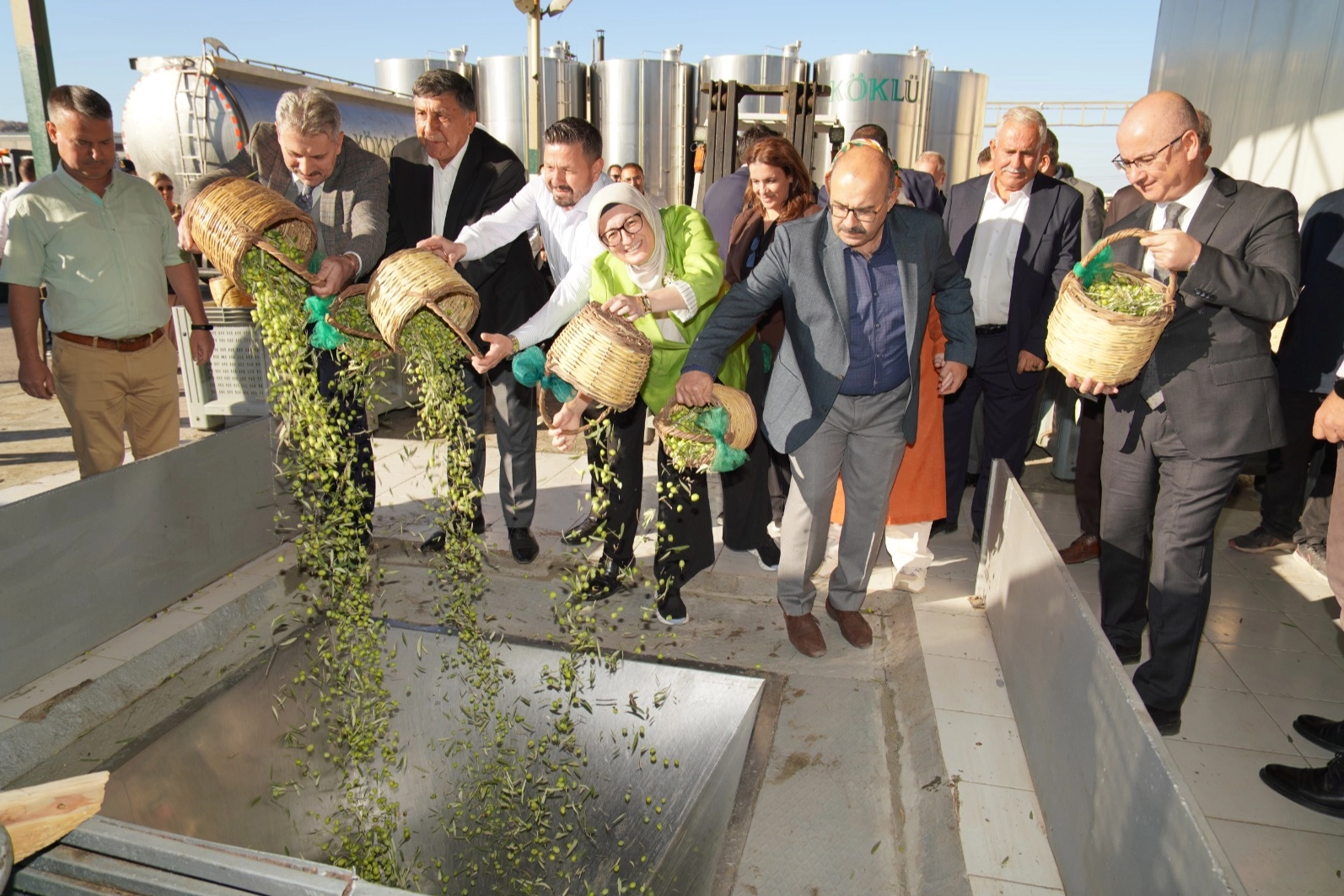 2025/2026 sezonunun ilk zeytin hasadı, literatüre geçen dünyanın en iyi