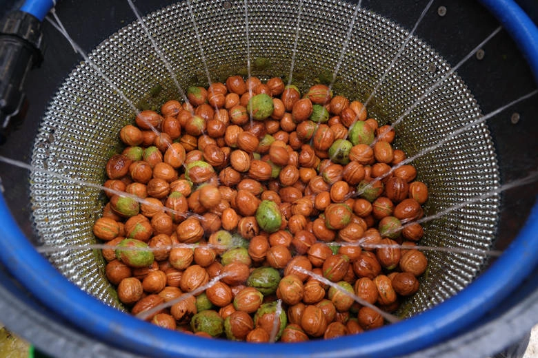 Antalya Büyükşehir Belediyesi, yerelden kalkınma hedefleri doğrultusunda tarımın yoğun olarak