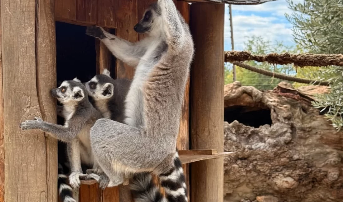 İzmir’de davranış zenginleştirme atölyesi İzmir Büyükşehir Belediyesi Akdeniz Akademisi tarafından bu yıl “Dirlik” temasıyla