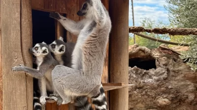 İzmir Büyükşehir Belediyesi Akdeniz Akademisi tarafından bu yıl “Dirlik” temasıyla