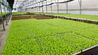 Ordu Büyükşehir Belediye Başkanı Dr. Mehmet Hilmi Güler, tohumdan fide