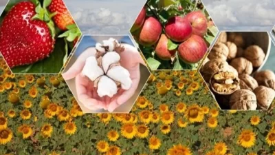 TÜİK’in 2025 yılı ikinci tahminine göre, bitkisel üretim bir önceki