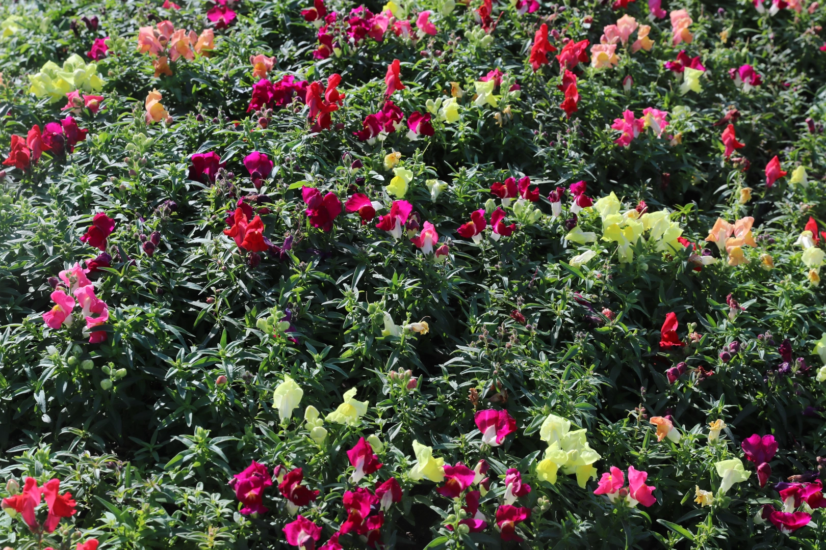 Antalya Büyükşehir Belediyesi, kış aylarında da kent estetiğini korumak için