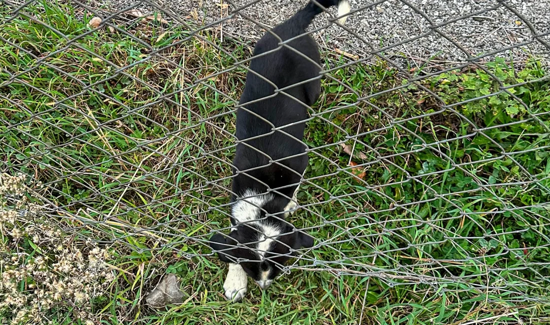 Sakarya Büyükşehir Belediyesi İtfaiyesi, Kocaali’de 11 metre derinliğindeki rögar çukuruna